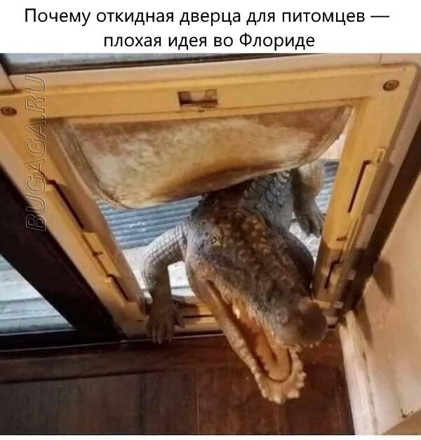 Прикольные мемы для любителей животных