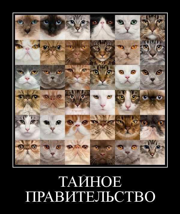 
			Демотиваторы №3701 (15 фото)