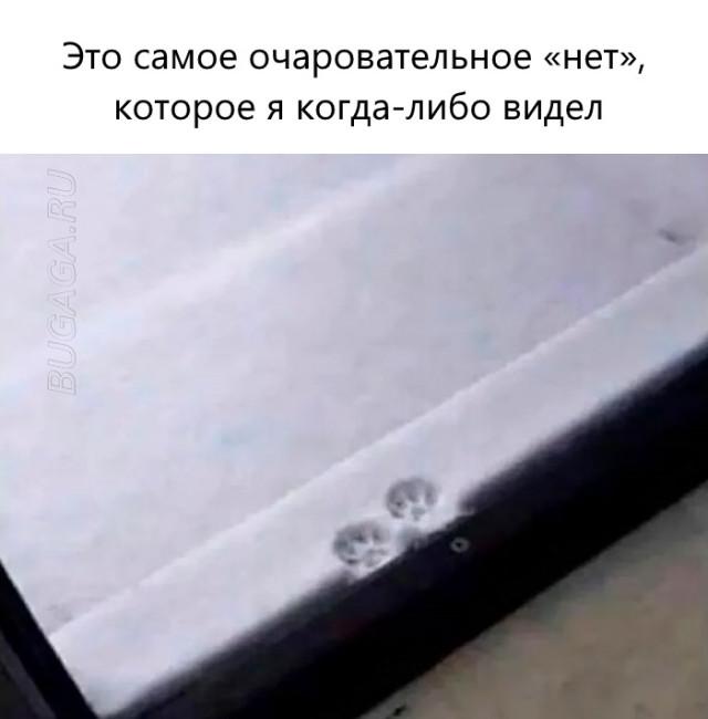 Прикольные мемы для любителей животных
