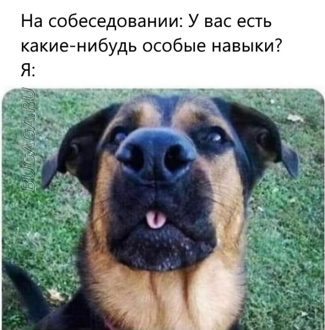 Прикольные мемы для любителей животных