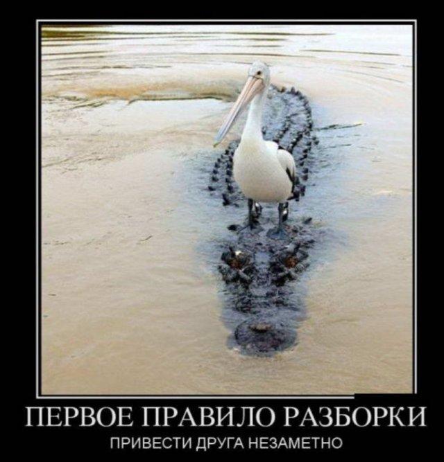 
			Демотиваторы №3698 (20 фото)