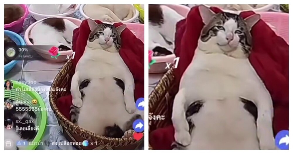 
        Коты зарабатывают на стримах на нужды приюта    