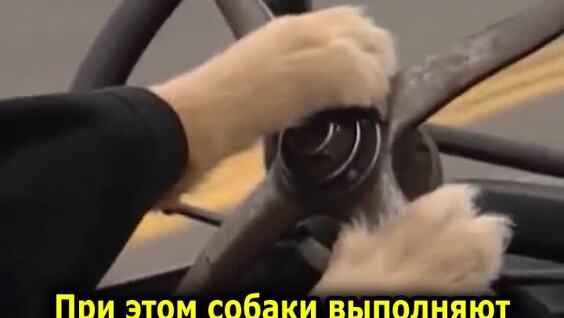 
        Автошкола для собак    
