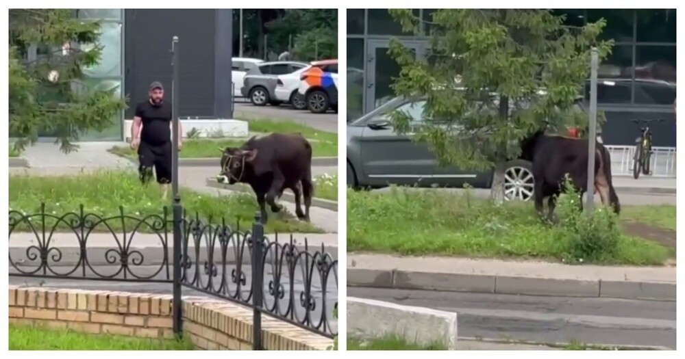 
        Бык навёл суету в Подмосковье    