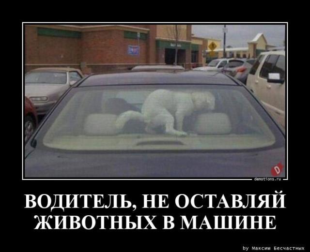 
			Демотиваторы №3699 (20 фото)