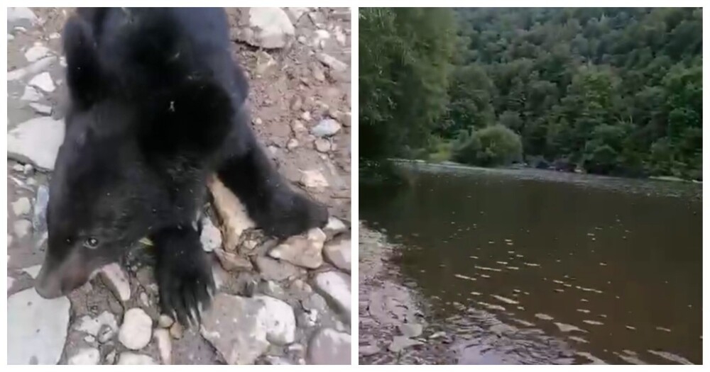 
        Новый друг туристов в Приморье    