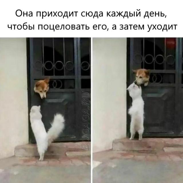 Прикольные мемы для любителей животных