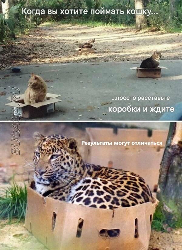 Прикольные мемы для любителей животных