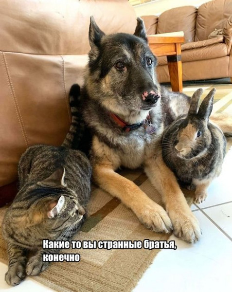 Мем №1541758