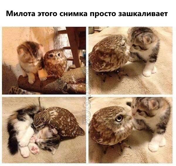 Прикольные мемы для любителей животных
