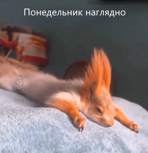 Прикольные мемы для любителей животных