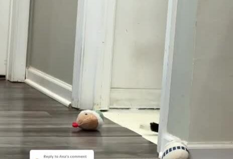 
        Кот придумал себе игру    