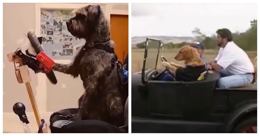 
        Автошкола для собак    