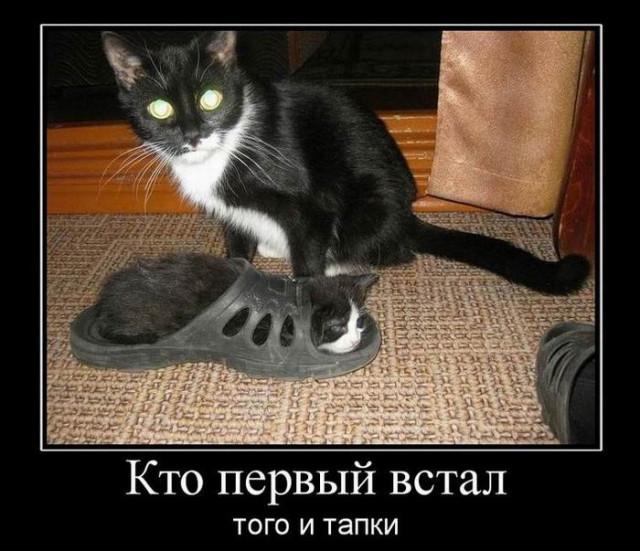 
			Демотиваторы №3709 (15 фото)