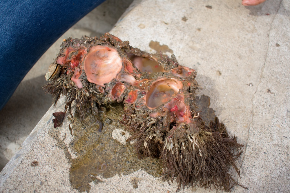 
        Живой камень: снаружи &mdash; булыжник, внутри &mdash; мясо    