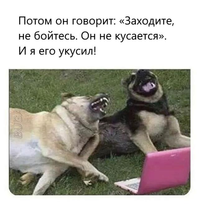 Прикольные мемы для любителей животных