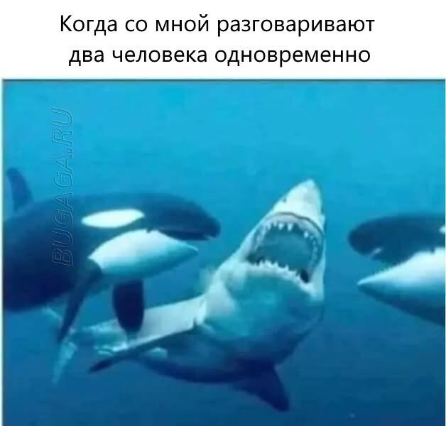 Прикольные мемы для любителей животных