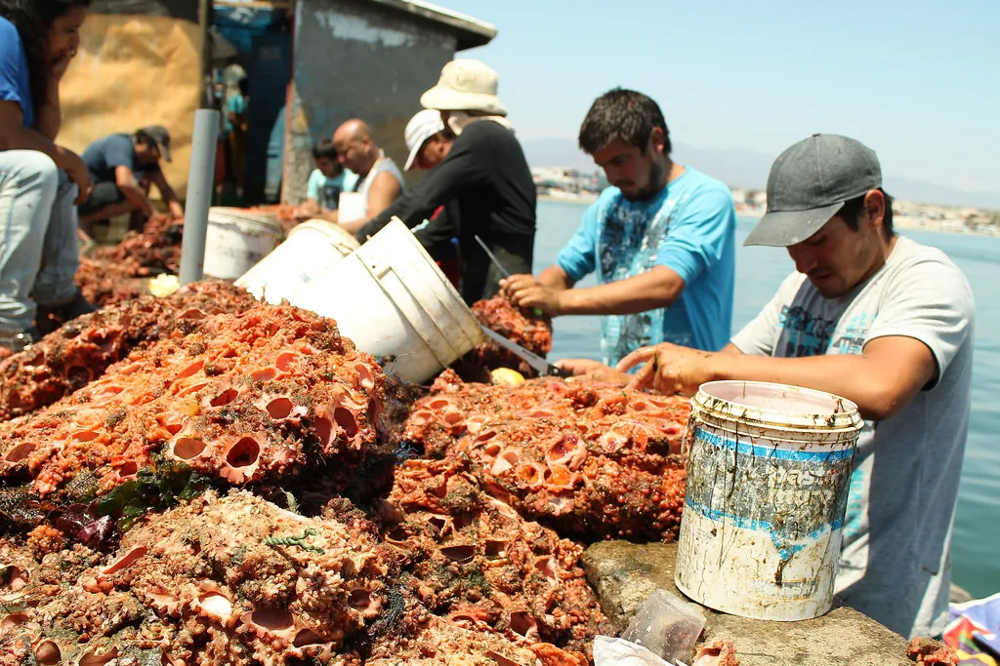 
        Живой камень: снаружи &mdash; булыжник, внутри &mdash; мясо    