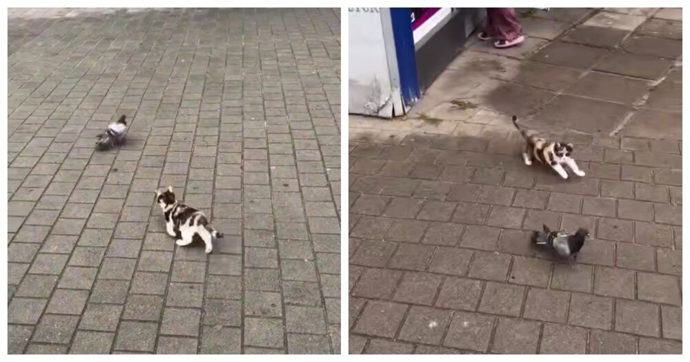 
        Котёнок вышел на охоту    