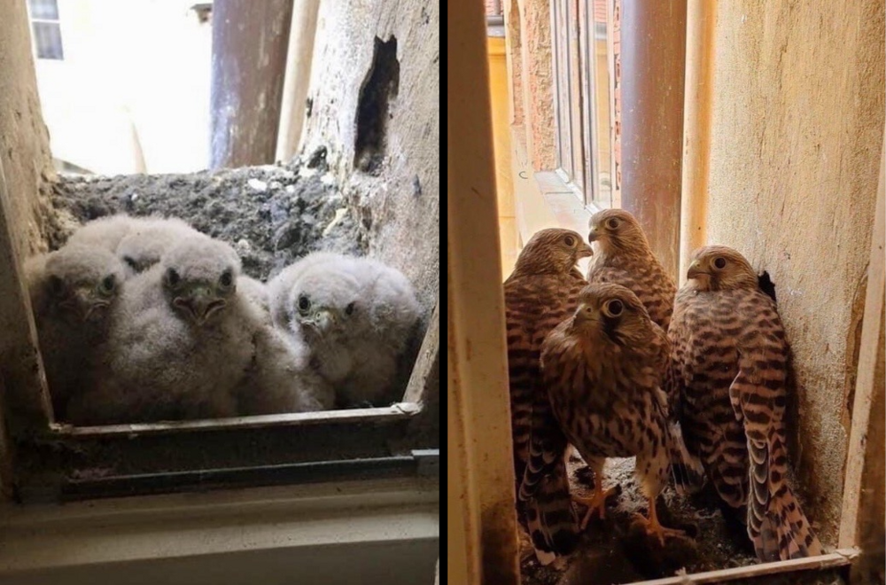 
        Что делать, если на балконе появилось гнездо хищной птицы?    