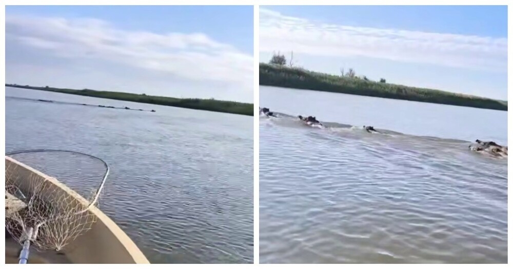 
        В Астраханской области заметили кабанов, переплывающих реку    