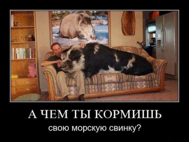 
			Демотиваторы №3705 (15 фото)