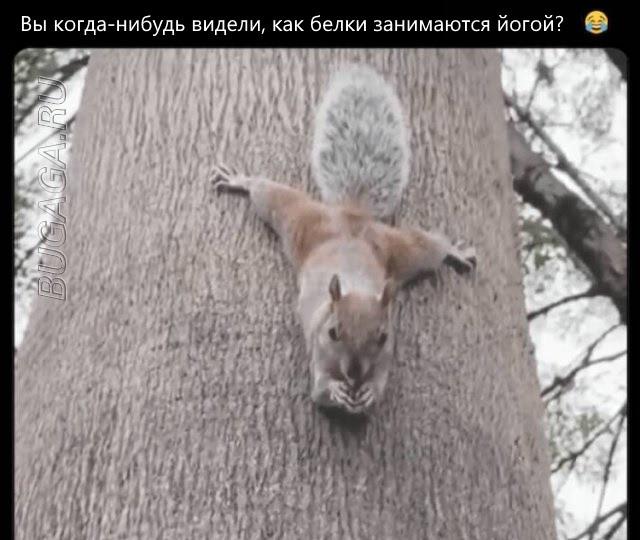 Прикольные мемы для любителей животных