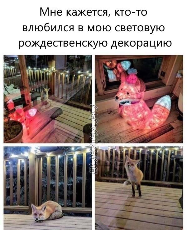 Прикольные мемы для любителей животных