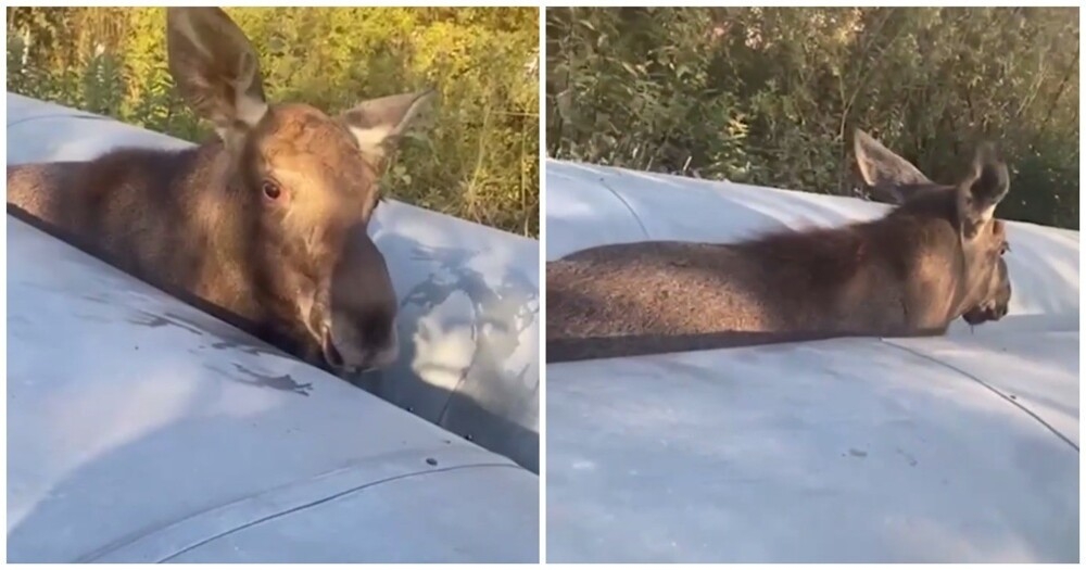 Спасение неосторожного лосёнка
Спасение неосторожного лосёнка