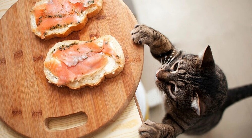 
        Вороватые кошки и коты    