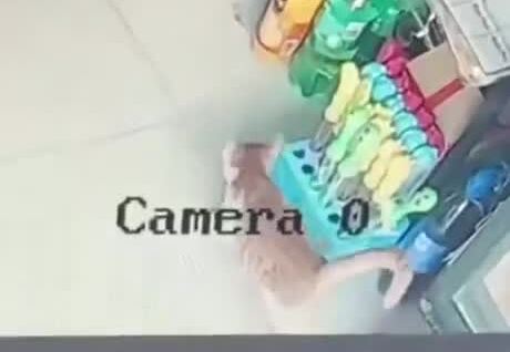 
        Хитрый пушистый воришка    