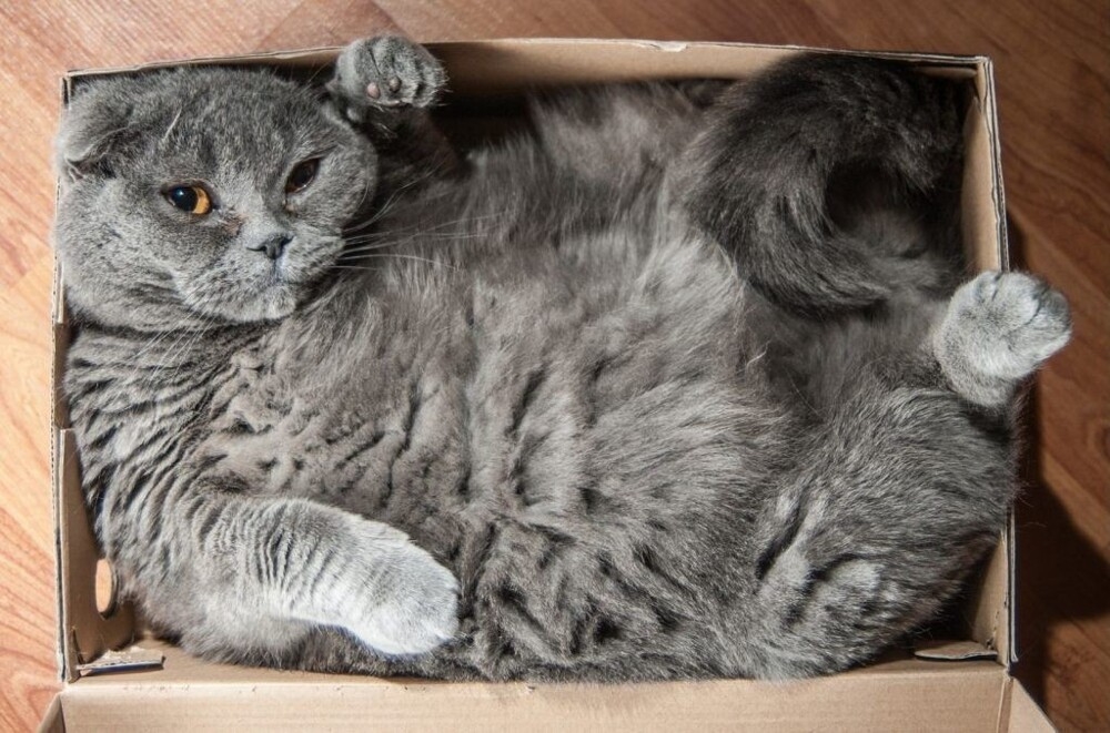 
        20 зависших котеек, которые нуждаются в перезагрузке    