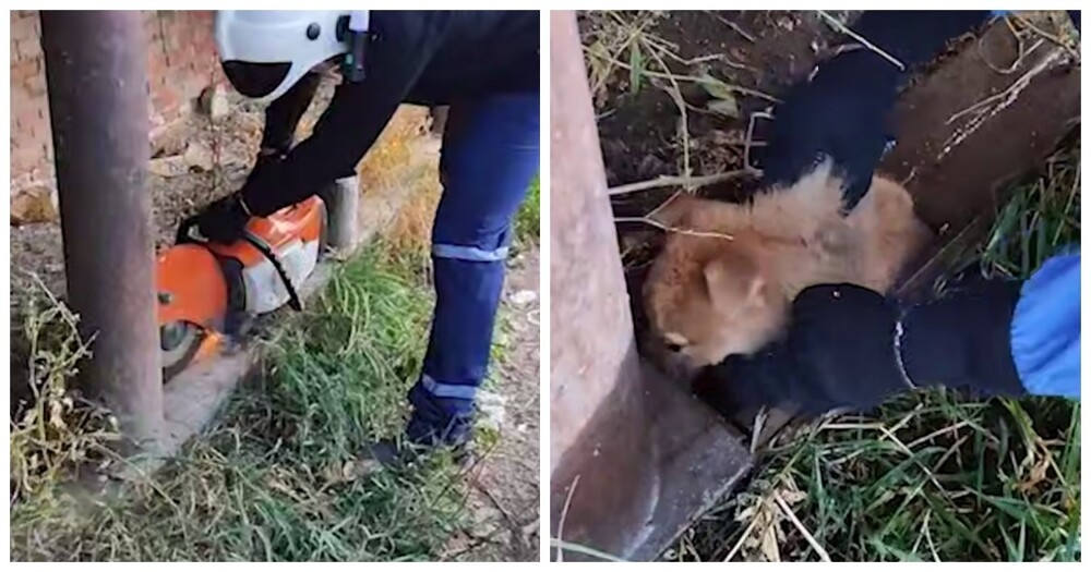 В Коми спасли щенка, застрявшего в металлической трубе
В Коми спасли щенка, застрявшего в металлической трубе