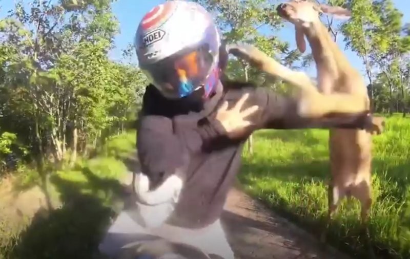 
        В Таиланде олень напал на байкера    