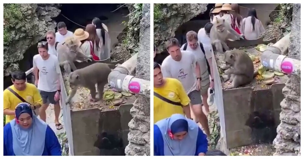 
        Обезьяна стащила очки у&nbsp;женщины    