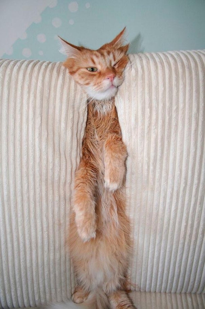 
        20 зависших котеек, которые нуждаются в перезагрузке    