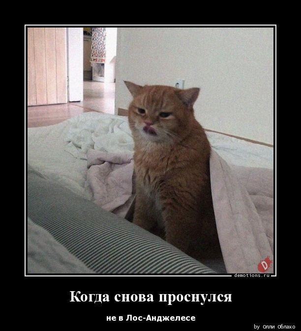 
			Демотиваторы №3718 (20 фото)