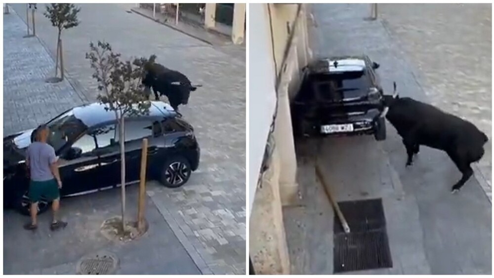 
        Разъярённый бык против автомобиля: жестокая дуэль на улице Испании    
