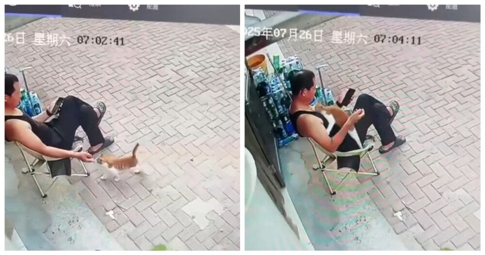 
        Хитрый пушистый воришка    