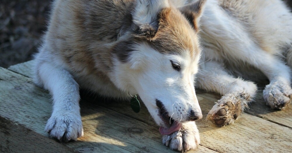 
        Причина, по&nbsp;которой собаки лижут лапы, &mdash; и&nbsp;это&nbsp;не&nbsp;потому, что&nbsp;им&nbsp;скучно    
