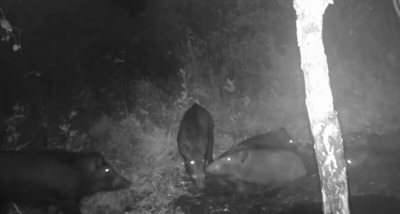 
        Кабаны устроили себе спа-вечер с&nbsp;грязевыми ваннами    