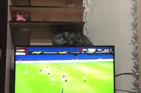
        Коты, которым сходят с лап любые шалости    