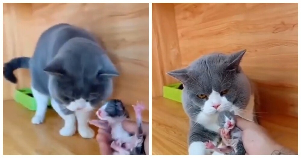 
        Реакция кота на своего детёныша    