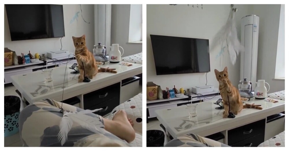 
        Кот играет с хозяйкой    