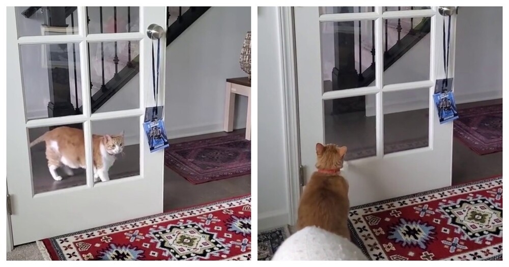 
        У&nbsp;кошки постоянная проблема с&nbsp;дверью    