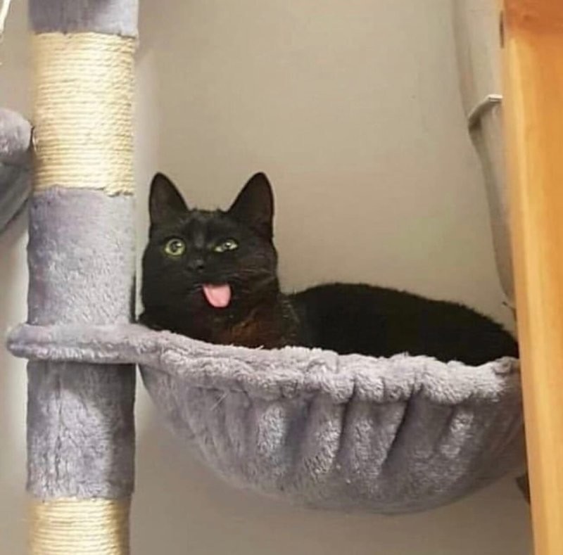 
        20 зависших котеек, которые нуждаются в перезагрузке    