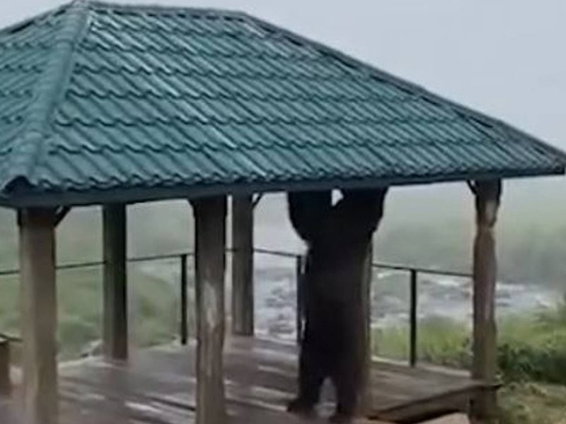 
        На Камчатке засняли медведя-турникмена    