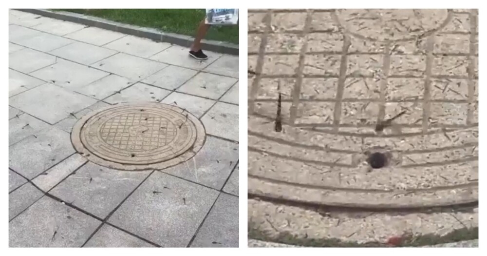 
        Стрекозы пируют у люка    