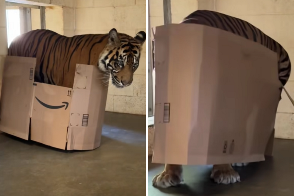 Большая кошка — маленькие радости
Большая кошка — маленькие радости