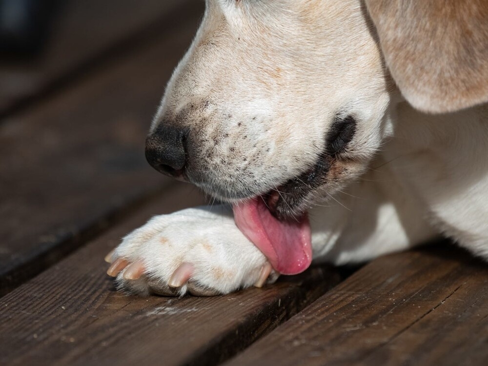 
        Причина, по&nbsp;которой собаки лижут лапы, &mdash; и&nbsp;это&nbsp;не&nbsp;потому, что&nbsp;им&nbsp;скучно    